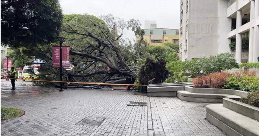 台中逢甲大學材料系碩一生、23歲吳姓男學生昨（13日）下午遭校內的倒塌榕樹砸中，當場失去生命跡象，緊急送醫仍宣告不治。（圖／翻攝畫面）