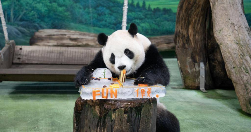 動物園透露，圓寶慢慢進入假孕期，會持續跟成都聯繫交流，一定全力提出大貓熊配對議題，期待盡快迎來好結果。（圖／台北市立動物園提供）