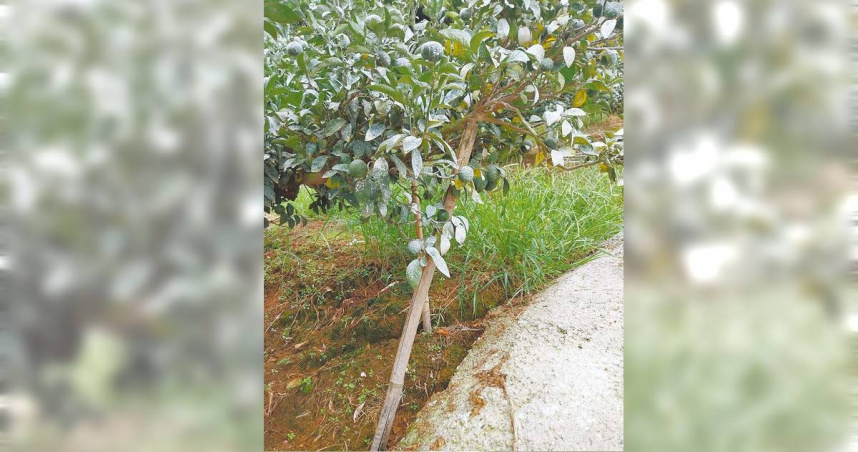 台中東勢等地農民為防颱，利用竹竿或棚架撐住果樹，來避免強風吹襲。（圖／果農郭建池提供／中國時報李京昇台中傳真）