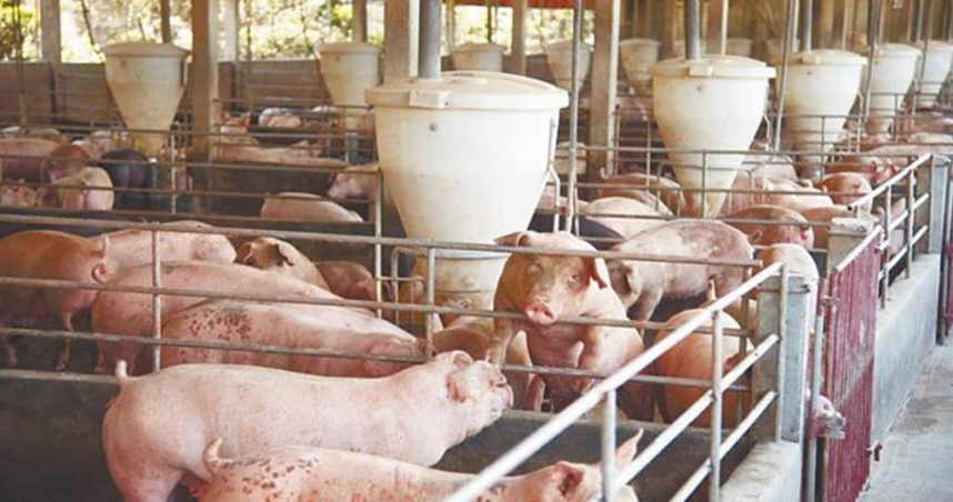 農業部表示，豪雨災情致部分豬源減少，已盡速協助復原，不過整體而言仍屬供應無虞。（圖／本報系資料照）