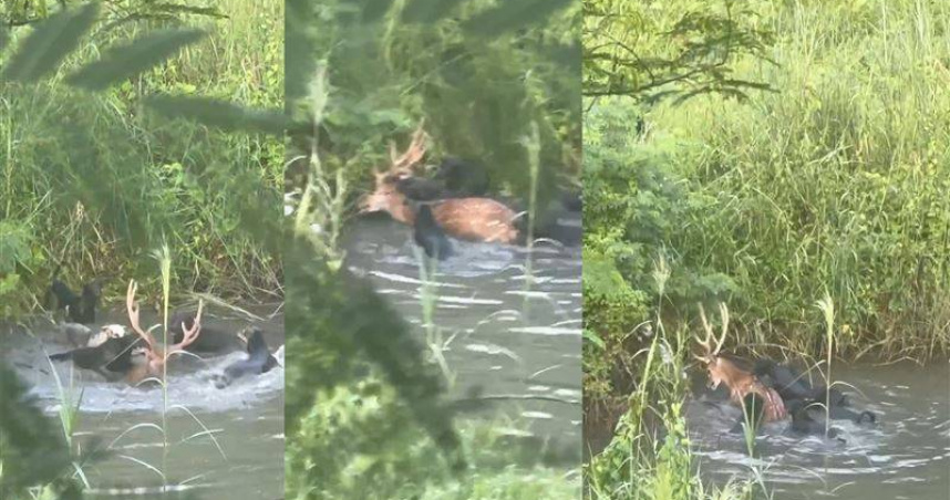 10流浪狗圍攻梅花鹿。（圖 ／翻攝畫面）