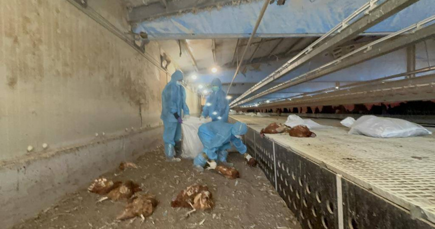 彰化縣芳苑鄉1場蛋雞場驗出禽流感病毒，動防所防疫人員19日晚間完成該蛋雞場撲殺清場及消毒工作。（圖／翻攝畫面）