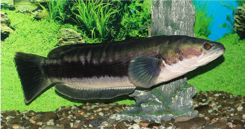 魚虎（Channa micropeltes，又稱小盾鱧）。（圖／翻攝自維基百科）