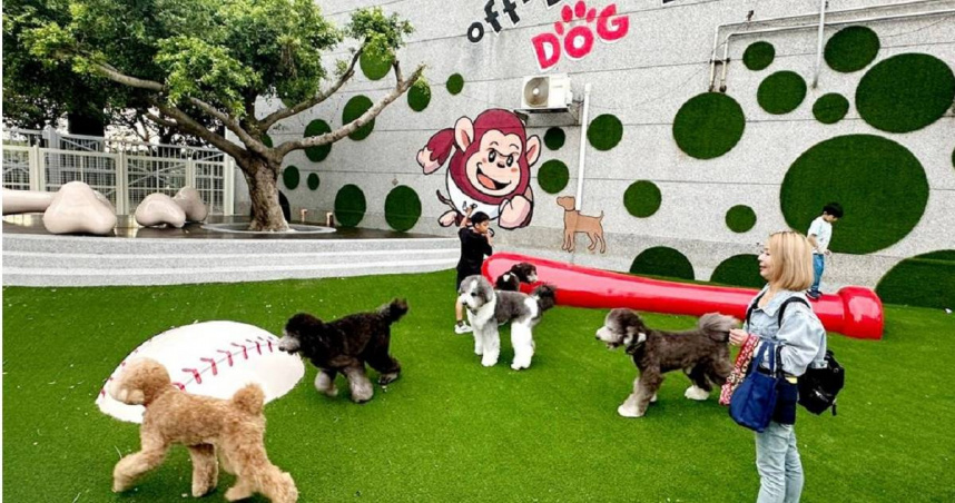 桃園市政府與中華職棒樂天桃猿攜手合作，打造全台第一座國際棒球場寵物友善專區，8月底正式啟用，賽季期間專區票房秒殺，獲得好評迴響；為了擴大市民服務及毛孩福利，即日起推出期間限定Happy Hour，「戶外毛孩跑跳區」限時免費開放，飼主及毛孩經現場工作人員安排即可入場體驗。（圖／桃園市農業局提供）