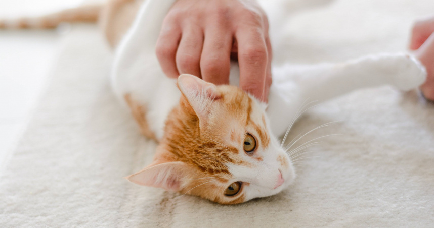 農業部召開會議討論寵物用藥新制，最終拍板延後上路。（示意圖／Pixabay）