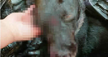 看可愛摸一把被咬!屏東男拿槍「轟爆牠頭」嗆:殺一條狗而已