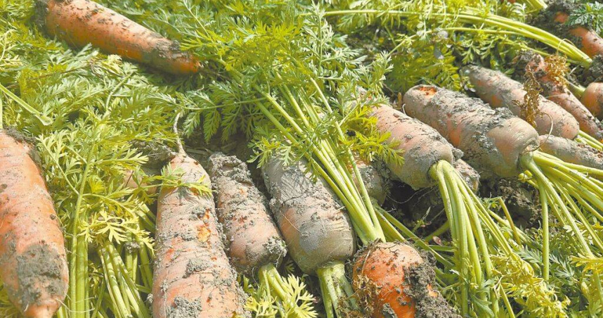 台南市佳里區農會會員代表張旭喬說，他在田區隨便挖出20根紅蘿蔔，全都出現損傷情況，擔心最後無法採收。（圖／張旭喬提供／中國時報張毓翎台南傳真）