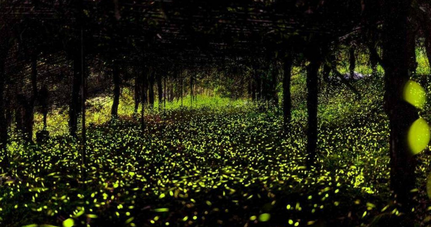 高雄那瑪夏螢火蟲季進入大爆發期，預估逾20萬隻螢火蟲在山林飛舞，吸引國內外遊客湧入。（圖／高雄市政府觀光局提供）