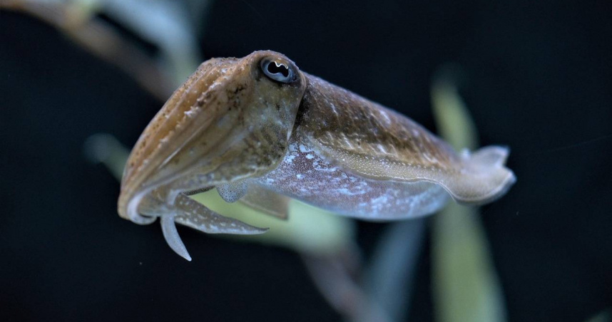 北海道出土的岩石中發現263件魷魚喙化石，顯示當時海洋中魷魚數量極多，圖為相關岩石標本。（示意圖／Pixabay）