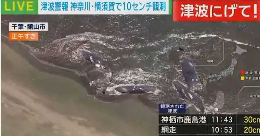日本千葉市立山町出現鯨魚群擱淺的現象。（圖／翻攝自X平台／なーなな）