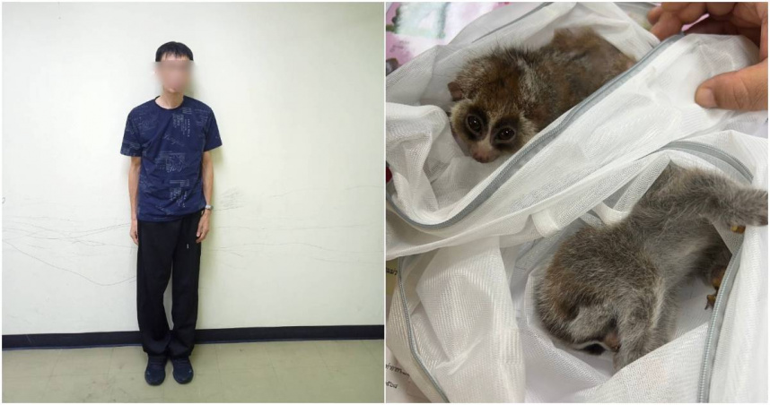 台灣男子邱國書（左）涉嫌走私多種保育類野生動物，包括懶猴（左）。（合成圖／翻攝自Facebook／กรมอุทยานแห่งชาติ สัตว์ป่า และพันธุ์พืช，泰國國家公園、野生動植物保育廳）
