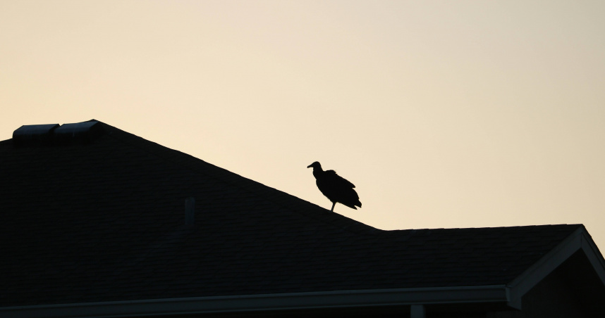 美國黑禿鷹北遷。（示意圖／翻攝自unsplash）