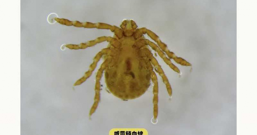 個案無出國史　住家周邊活動後發病