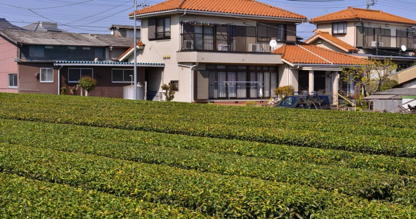以狹山茶聞名的入間市茶園多緊鄰房舍。（圖／吳德亮攝）