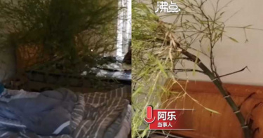 陸男「綠到床頭」!4個多月沒回家…房內長出茂盛竹林迎接