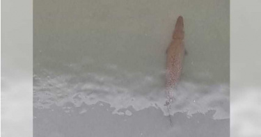 東海岸驚見巨型「鱷魚火箭」尖齒利如匕首 真相曝光了