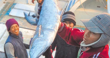 澎湖土魠魚盛產 現價格親民月底將飆漲