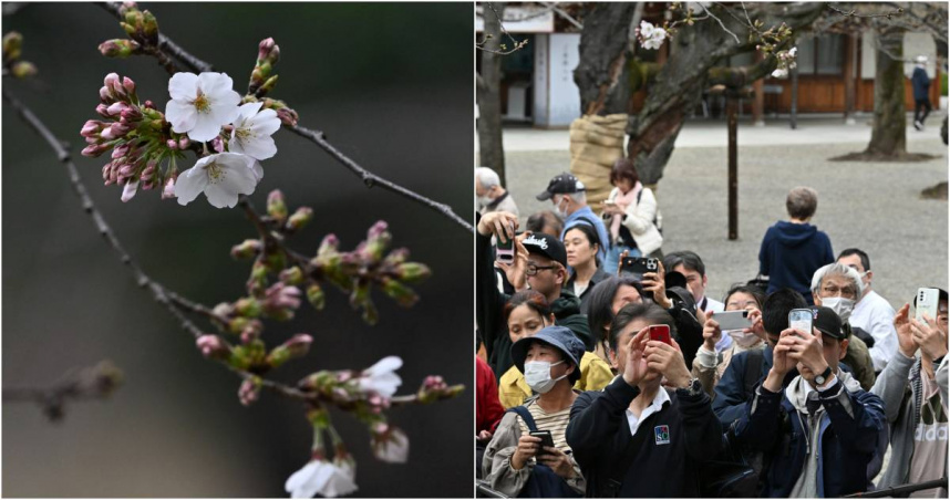 日本氣象廳今（24）日宣布，東京的櫻花已經正式開花。（示意圖／達志／美聯社）