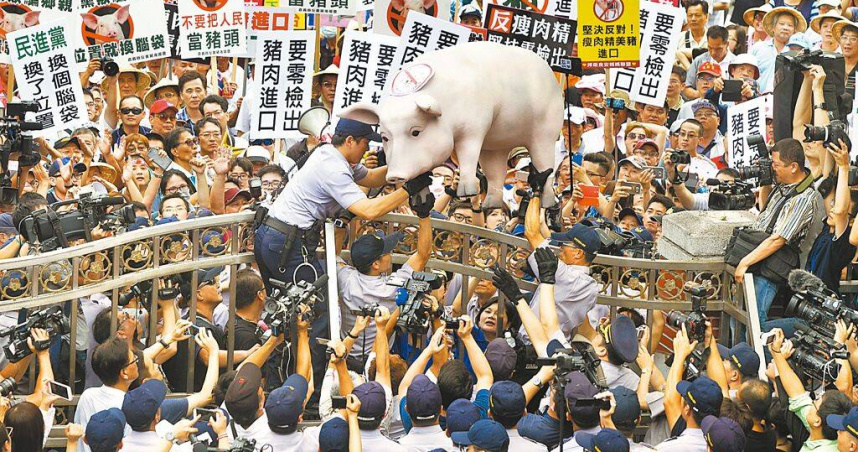 台灣自2021年開放萊豬進口，並訂定殘留容許量標準。圖為2016年豬農到立法院抗議。（圖／報系資料照）