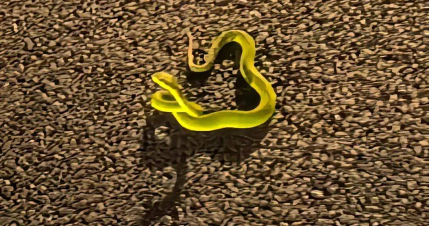 廣東男子被蛇咬，當下馬上拍照並送醫急救。（圖／翻攝自極目新聞）