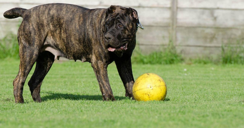 法國一對夫妻狠心殺狗，兩人都遭判刑。（示意圖非當事狗／Pixabay）