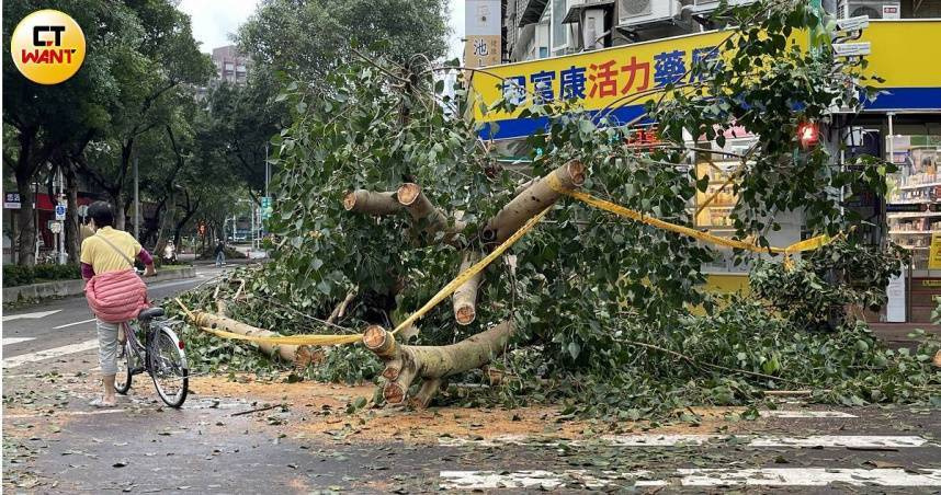 氣象署27日指出，預估今年下半將有3至5個颱風接近台灣。圖為2024年康芮颱風登錄台灣，造成路樹倒塌。（圖／CTWant資料照）