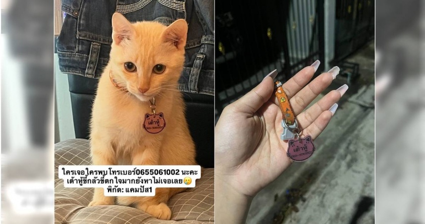 泰國一隻名為「豆腐」的貓咪遭狗咬死後，還被遊民撿走烤熟欲食用。（圖／翻攝自飼主臉書）