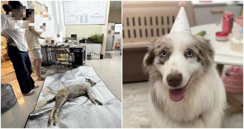 一名飼主的愛犬被寵物店工作人員放烘乾箱烤死。（圖／翻攝極目新聞）