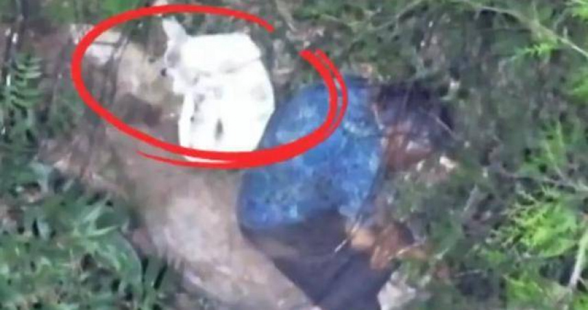 山東一名81歲老人獨自進山後迷路，收養多年的狗狗不離不棄守在身旁，最終與主人一同被救援人員找到。（圖／上游新聞，下同）