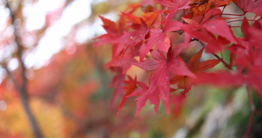 秋分節氣過後，紫微斗數稱墓星能量增強，恐影響財運。（示意圖／Pixabay）