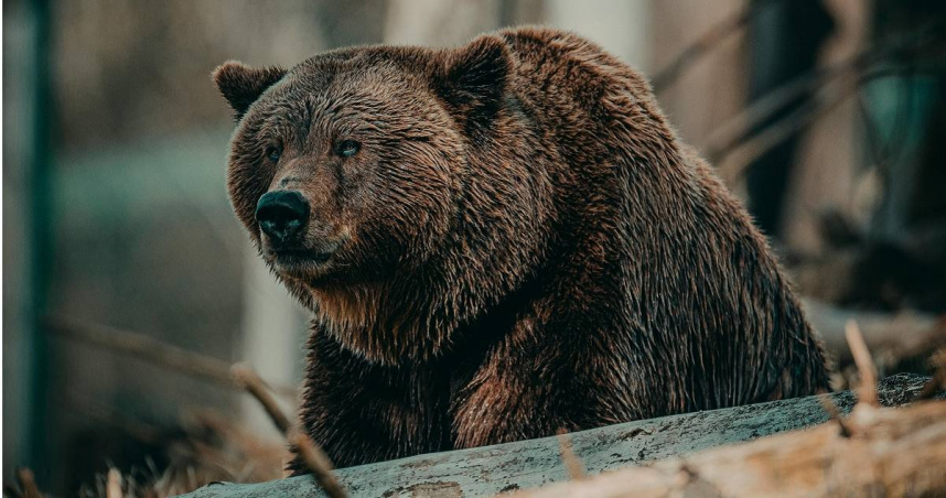 男子被熊攻擊致死。（示意圖／Pexels）