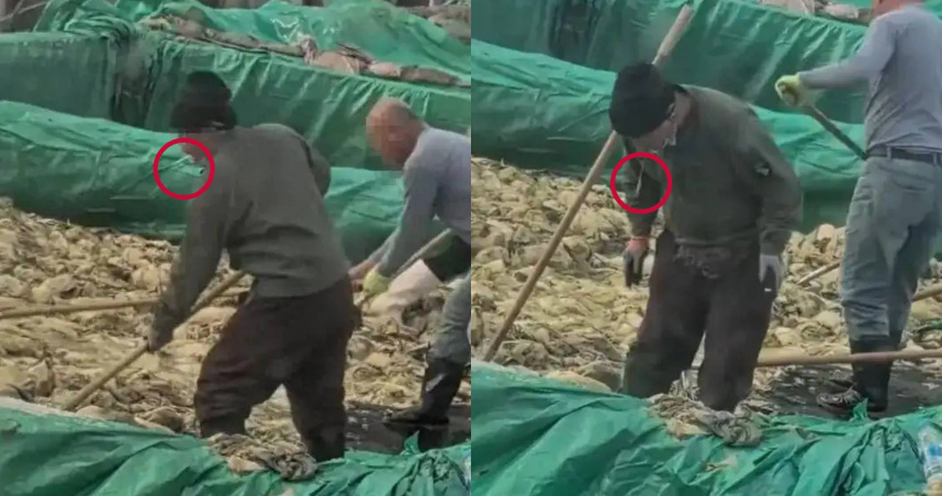 中國遼寧葫蘆島的酸菜工人邊抽菸邊吐痰的工作。（圖／翻攝自網易新聞）