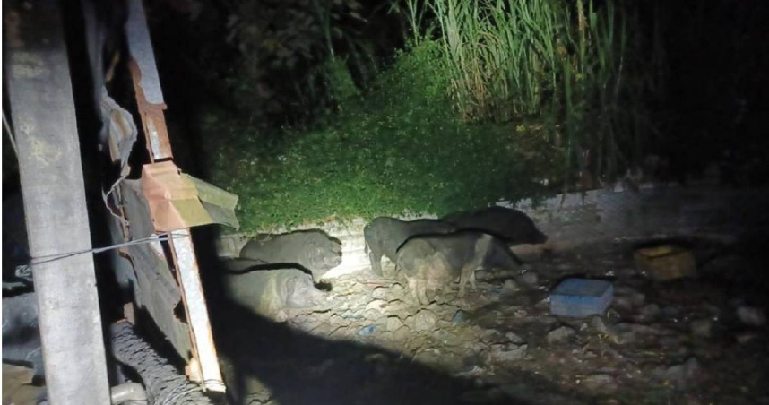 台中市民眾1日主動通報太平山區有1山豬養豬場，圈養6頭山豬。（圖／台中市政府提供）