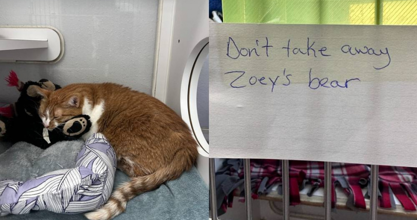 美國明尼蘇達州一間動物收容所分享一起心碎故事，他們收治一隻4歲橘貓，牠的旁邊還有一隻熊娃娃，原來是牠的前任飼主住進養老院無法繼續飼養牠，娃娃成了橘貓唯一的心靈寄託。（圖／翻攝自臉書／Carver Scott Humane Society）