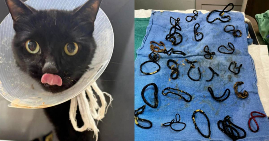 獸醫從黑貓「Midnite」的體內取出26條髮圈。（圖／翻攝自IG／halonokillrescue）