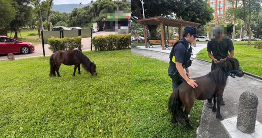 北投驚見迷你馬逛大街！本月二度脫逃　警依法開罰業者