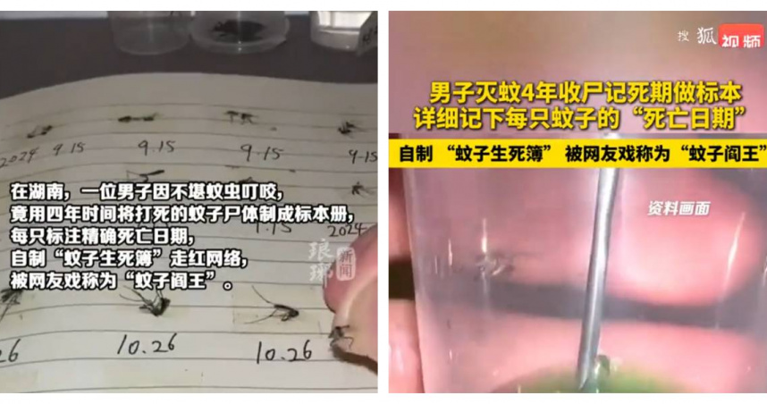 廣東一名男子將打死的蚊子做成標本，還詳細記錄死亡日期，自製「蚊子生死簿」。（圖／翻攝自搜狐視頻）
