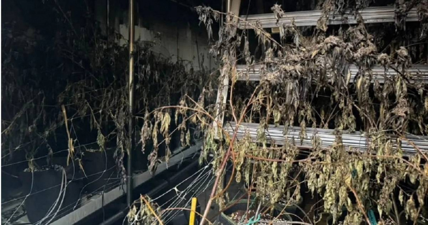 泰國芭達雅一處室內大麻栽種場發生火警，現場大量大麻被燃燒，產生的煙霧導致警消人員和附近居民出現頭暈和頭痛等不適症狀。（圖／翻攝自《The Thaiger》）