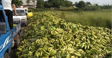 網傳屏東農民亂傾倒大量香蕉 周春米:散布假消息重罰30萬