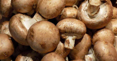 抽檢市售蕈菇7成2不合格 嚴重恐致胎兒腦部缺陷
