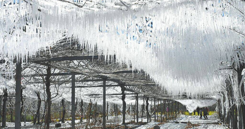 台中武陵農場13日最低溫測得零下3.2度，農場藤花園內形成一串串冰柱或冰花，猶如「水晶世界」，在陽光照射下相當夢幻。（圖／武陵農場提供／中國時報李京昇台中傳真）