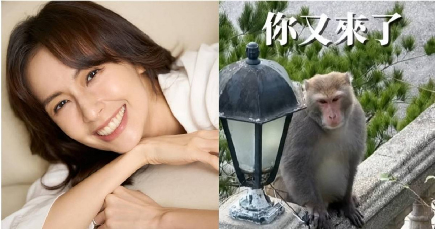 袁艾菲與先生余岱宗（老魚）的千萬美宅去（2024）年12月遭猴子闖入，最近同隻猴子又出現了，她學聰明急關窗，才沒又被「私闖民宅」。（圖／翻攝自袁艾菲Instagram）