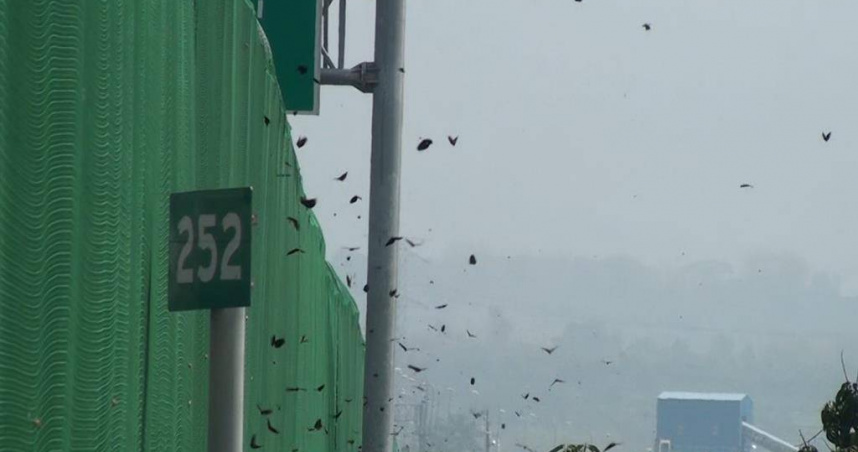 為確保蝴蝶順利遷徙，交通部高速公路局近日啟動國道3號雲林林內觸口路段封道，並實施「國道讓蝶道」政策，保障超過5萬5000隻紫斑蝶順利北返。（圖／茂管處提供）