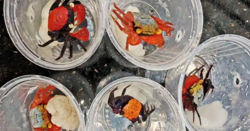 大陸一名女子被海關查獲背包藏有170隻活體吸血鬼蟹。（圖／翻攝自微博／海關發布）