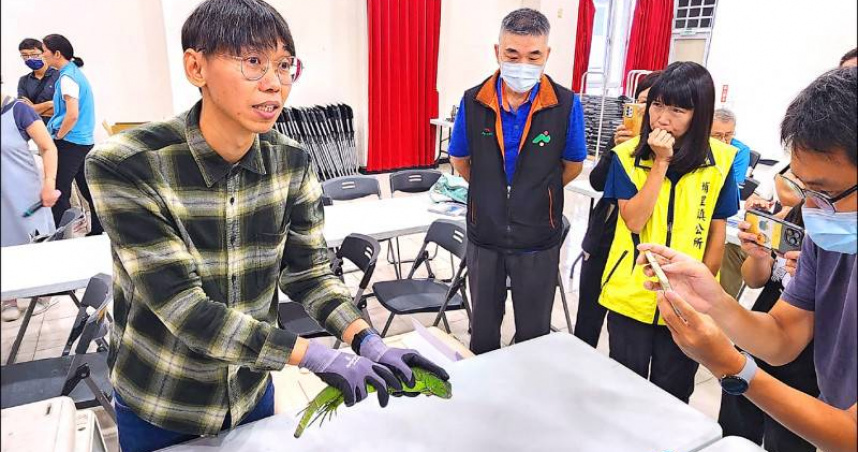 生物多樣性研究所推廣師示範如何正確捕捉綠鬣蜥，避免刺傷咬傷。（圖／埔里鎮公所提供）