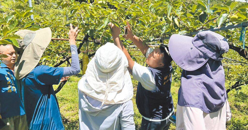 今年4月起苗栗連續強降雨，導致南庄甜柿、通霄與苑裡砂糖橘嚴重受災，縣府農業處勘查確認後，依農業天然災害救助辦法向農業部申請公告災區，並啟動現金救助。（圖／苗栗縣議員楊文昌服務處提供／中國時報呂麗甄苗栗傳真）