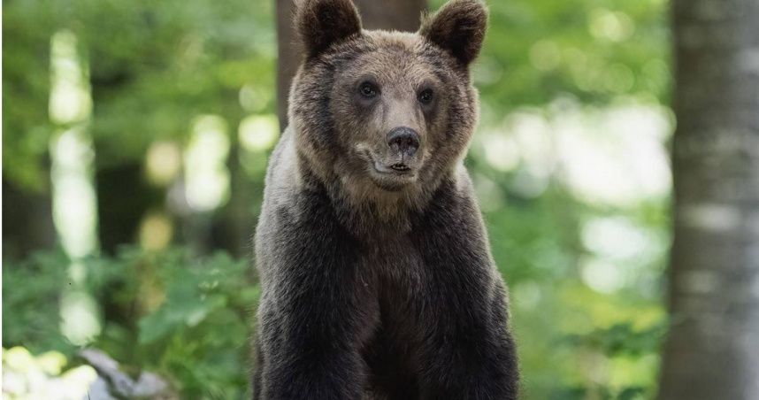 （示意圖非當事熊／Pixabay）