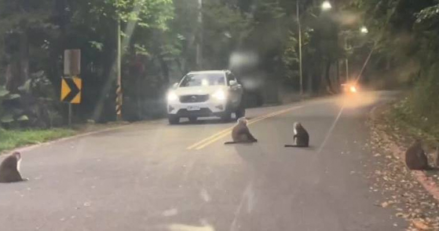 與爺爺奶奶出遊的2歲男童在宜蘭礁溪五峰旗風景區誤被反鎖車內，警消趕往救援途中一度遭猴群擋路，最後破窗成功救出，所幸平安無礙。（圖／翻攝畫面）