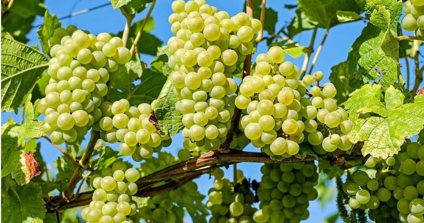 葡萄。（示意圖／Pixabay）