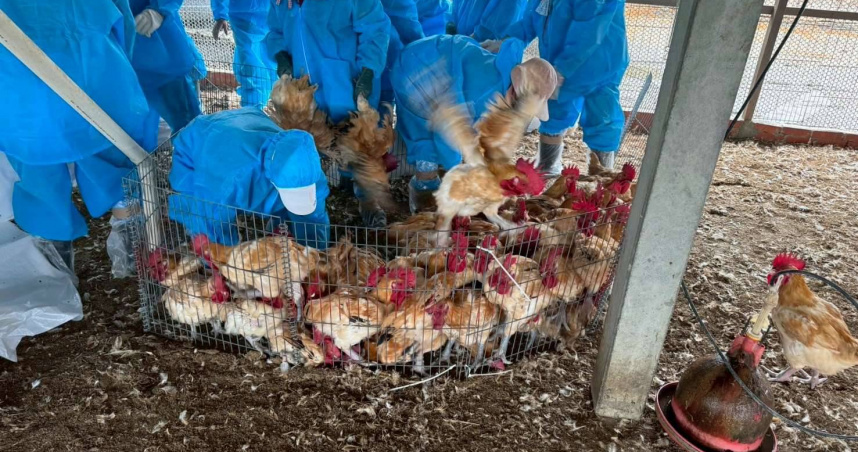 防疫人員進入雲林水林鄉禽場進行撲殺與清場作業。（圖／雲林縣動植物防疫所提供）